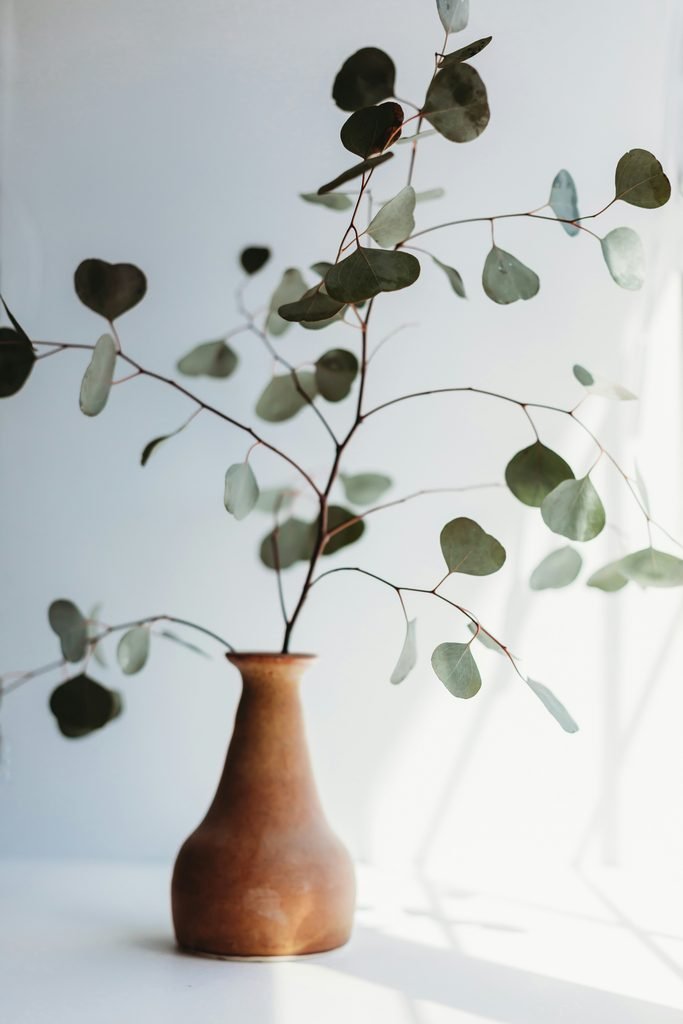 Fresh green eucalyptus branch in a clear glass vase reflecting morning sunlight