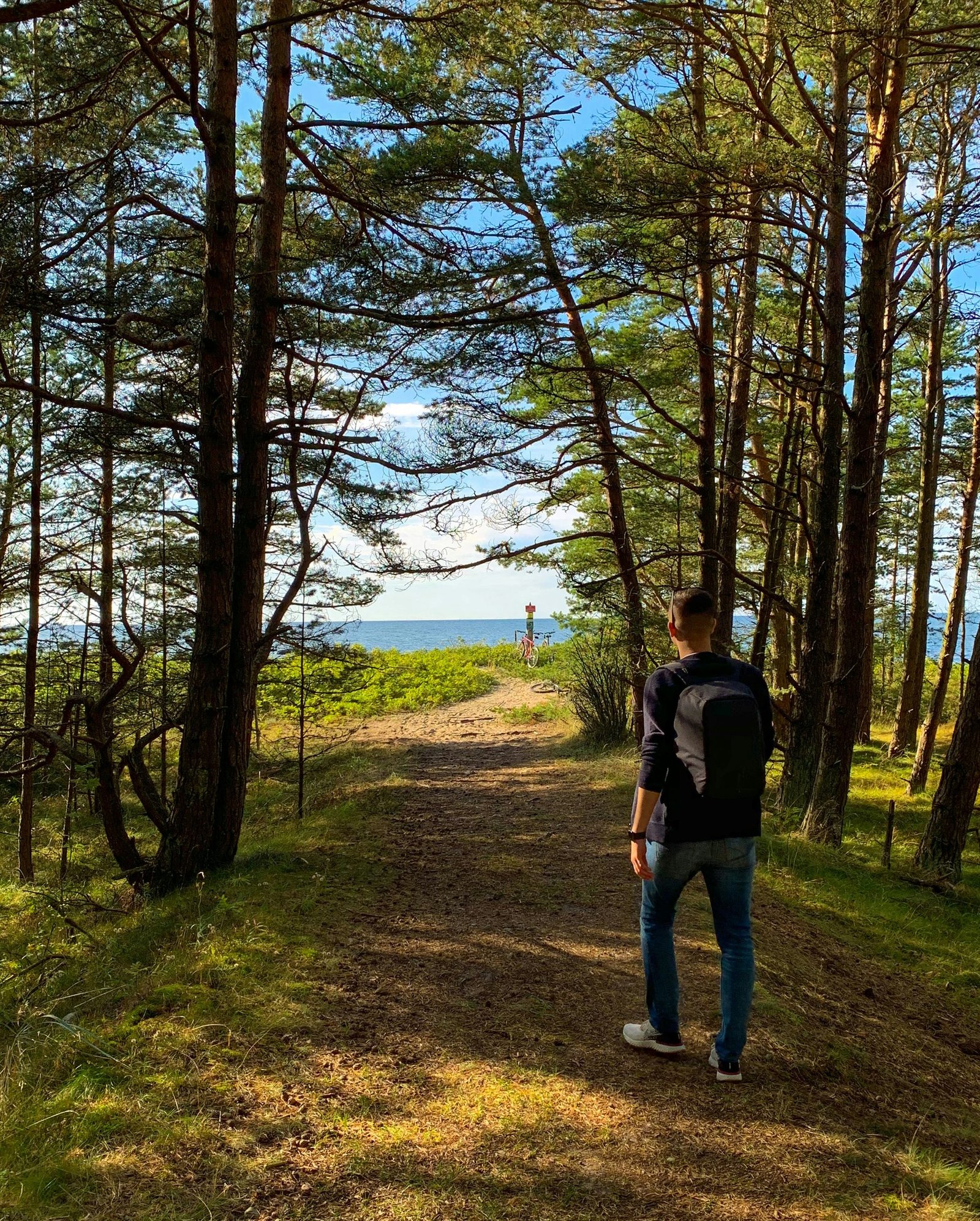 The Canopy Effect: How Mindful Forest Walking Strengthens Cellular Immunity